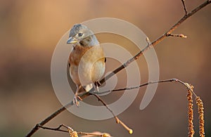 Female brambling Fringilla montifringilla in winter