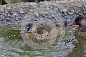 Female Brazilian Teal or Brazilian Duck, Amazonetta brasiliensis photo