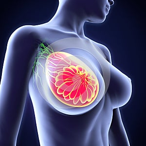 Female Breast Anatomy