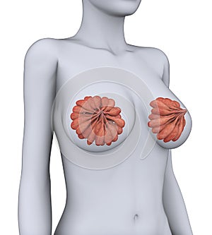 Female Breast Anatomy