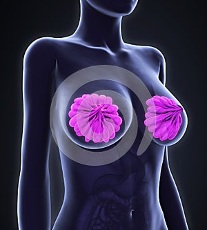 Female Breast Anatomy