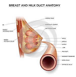 Female Breast and normal milk duct