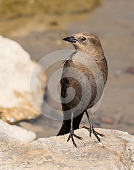 Female Brewer's Blackbird photo