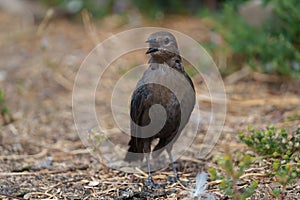 Female brewer`s blackbird feeding at seaside beach