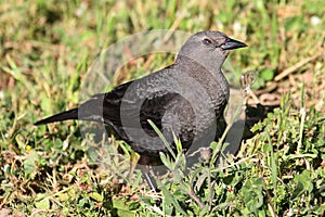 Female Brewers Blackbird