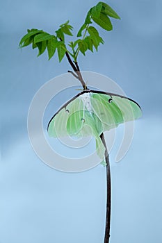 Female bright green luna moth Actias luna