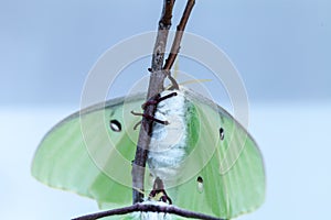 Female bright green luna moth Actias luna