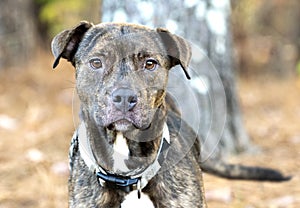Female brindle Pitbull Terrier dog with collar wagging tail
