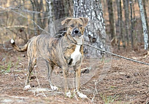 Female brindle and white Boxer Lab mix breed dog outside on a leash