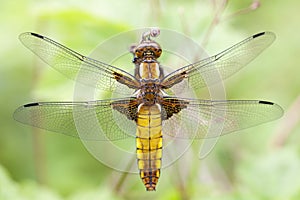 Female broad-bodied chaser