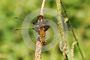 A pretty female Broad-bodied Chaser Libellula depressa perching on a reed.