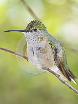 Female Broad tailed hummingbird