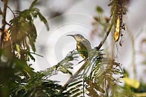 Female Bronzy Sunbird