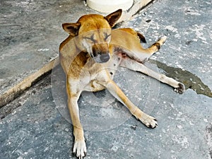 The female browb-haired dog is closing her eyes and on t