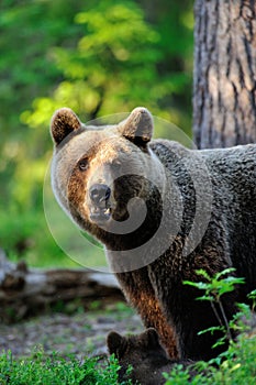 Female Brown Bear