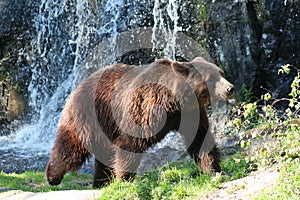 Female Brown Bear