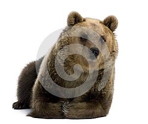 Female Brown Bear, 8 years old, lying down