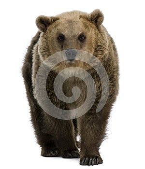 Female Brown Bear, 8 years old, walking