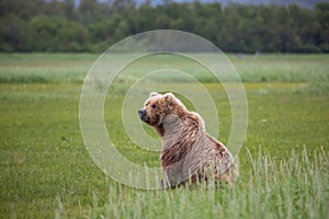 Female brown bear in meadow of Katmai