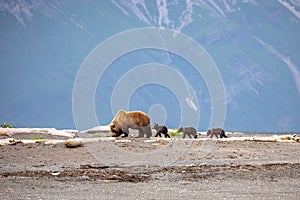 Female brown bear with three small cubs