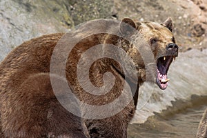 Female brown bear Ursus arctos roaring over the water