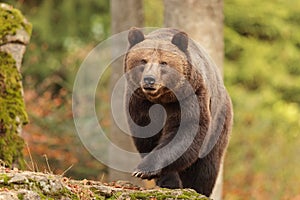 Female brown bear Ursus arctos very dangerously approaching in the woods