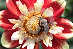 A female Brown-belted Bumble Bee (Bombus griseocollis) on a red and yellow dahlia flower.