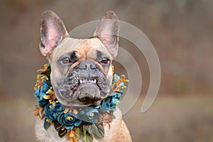 Female brown French Bulldog dog showing smile with overbite wearing a selfmade bue floral collar in front of blurry background