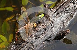 A female Brown Hawker Dragonfly, Aeshna grandis, laying eggs on a branch that is floating in a boggy pond in the UK.