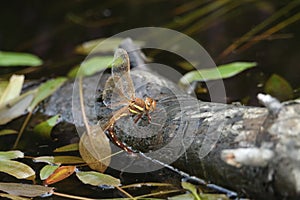 A female Brown Hawker Dragonfly, Aeshna grandis, laying eggs on a log floating in a boggy pool in the UK.