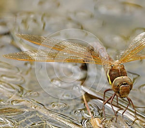 Female Brown Hawker Dragonfly ovipositing