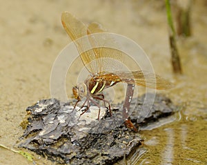 Female Brown Hawker Dragonfly ovipositing