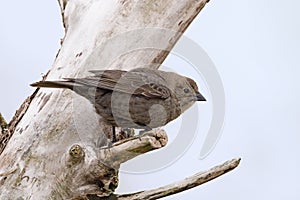 Female Brown-headed Cowbird, Molothrus, ater