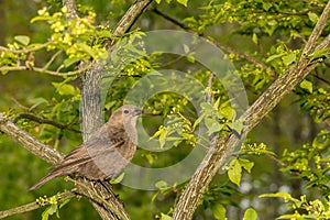 Female Brown-headed Cowbird perched in a tree.