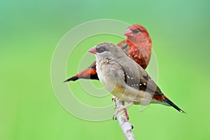 Female in brown and male in red strawberry finch together perching on branch expose over greeny paddy field in Thailand