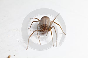 Female Brown Recluse Spider - poisonous arachnid