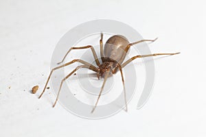 Female Brown Recluse Spider - poisonous arachnid