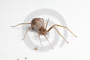 Female Brown Recluse Spider - poisonous arachnid