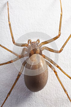 Female Brown Recluse Spider - poisonous arachnid