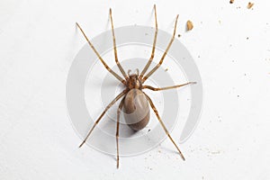 Female Brown Recluse Spider - poisonous arachnid photo