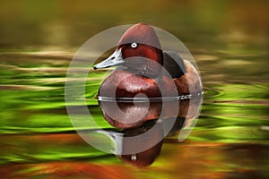 Female of brown Ruddy Duck, Oxyura jamaicensis, with beautiful green and red coloured water surface