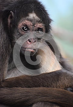 Female brown spider monkey or variegated spider monkey Ateles hybridus i