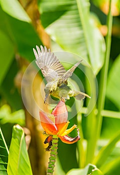 Female Brown-throated Sunbird