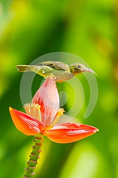 Female Brown-throated Sunbird