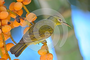 Female Brown-throated Sunbird