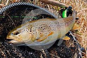 Female brown trout