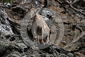 Female brown West Caucasian tur photo