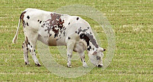 Female brown and white dairy Cow