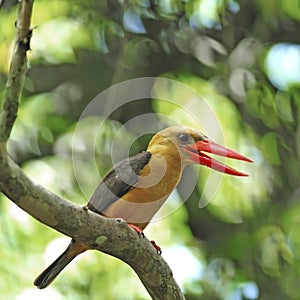 Female Brown-winged Kingfisher