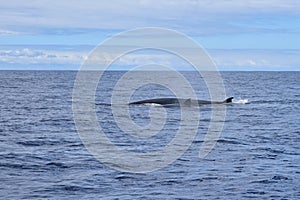 A female Bryde`s whale and its calf in the atlantic ocean. Whale watching, Madeira, Portugal